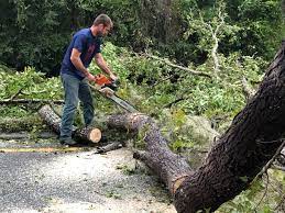 How Our Tree Care Process Works  in  Smithville, TN
